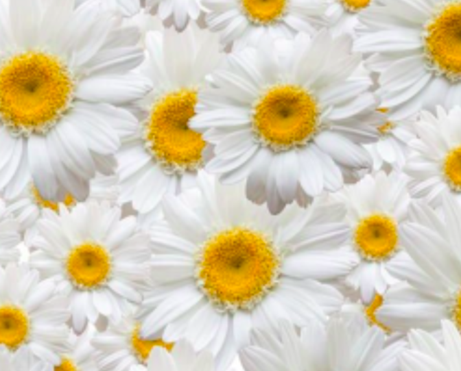 Alginate Soothing<br>Peel off Maske für empfindliche Haut